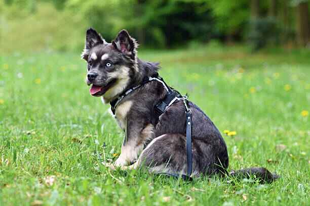harnais chien Y,H,T ou X zenwalk