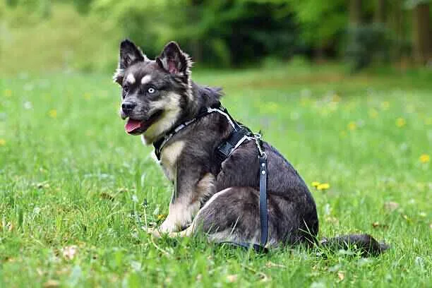 harnais anti traction pour chien zenwalk harnais chien Y,H,T ou X zenwalk