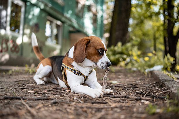 habituer son chien au harnais - chien couché avec un harnais pour chien zenwalk