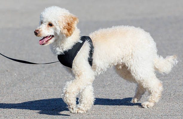 collier ou harnais pour chien - harnais pour chien zenwalk