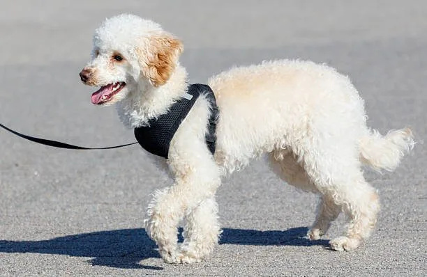 harnais anti traction pour chien zenwalk harnais chien Y,H,T ou X zenwalk