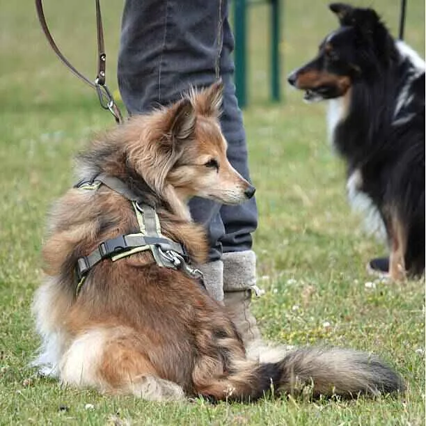 harnais anti traction zenwalk et harnais chien