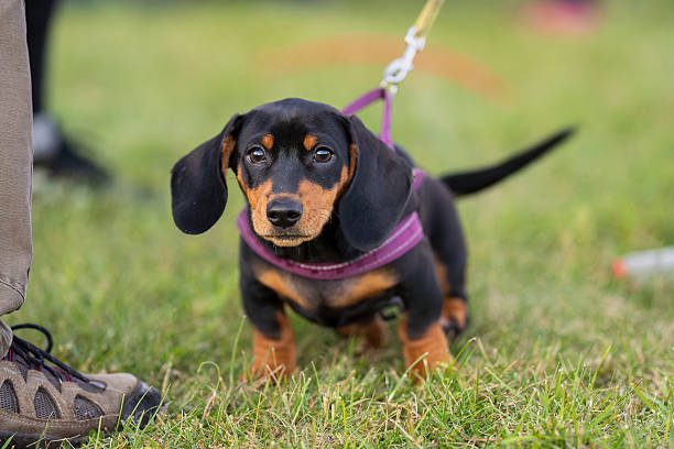 chiot portant un harnais pour chiot violet