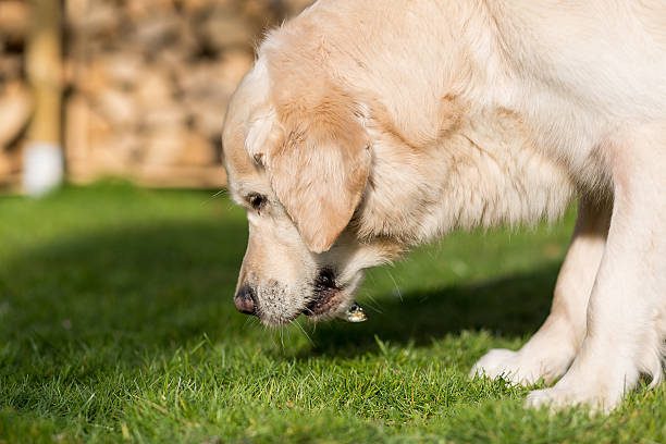 mon chien vomit jaune - labrador qui vomit