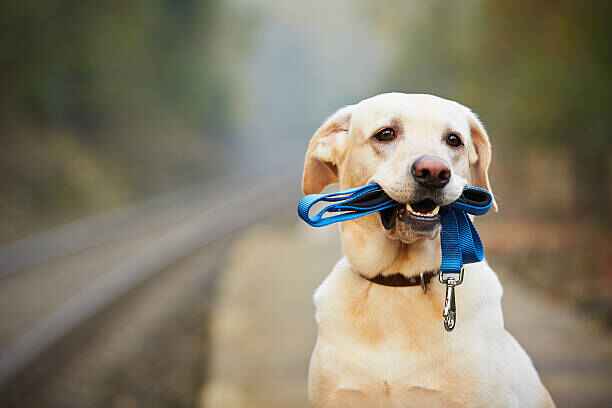 Collier ou harnais anti-traction pour chien , Le quel choisir. design réglable et résistant.