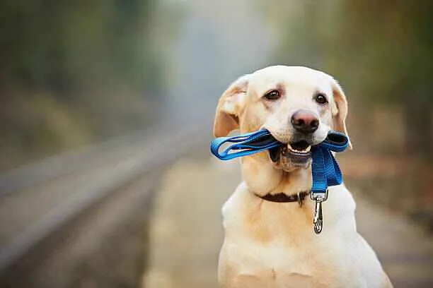 harnais chien zenwalk Collier ou harnais anti-traction pour chien , Le quel choisir. design réglable et résistant.