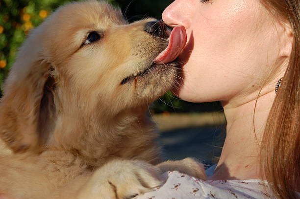 pourquoi mon chien me lèche - chiot qui léche sa maitresse