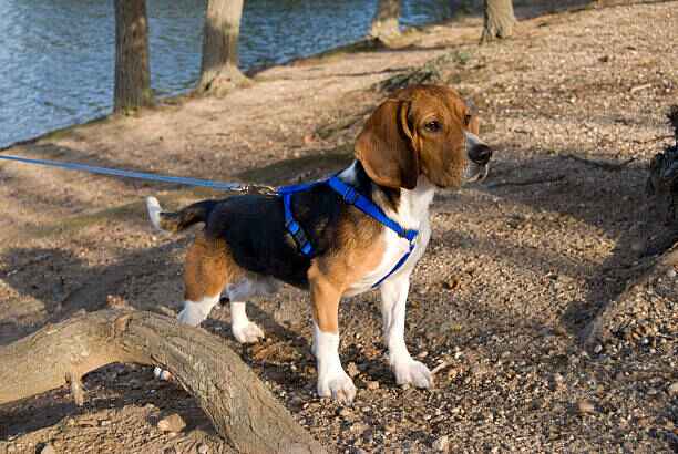 image d'un chien avec un harnais zenwalk - guide harnais chien