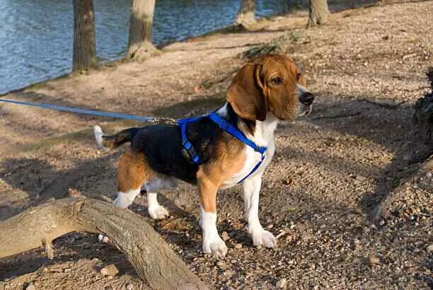 harnais chien zenwalk image d'un chien avec un harnais zenwalk - guide harnais chien