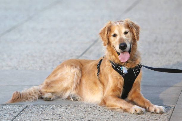 Accessoire de dressage pour chien : harnais anti-traction confortable et sécurisé.