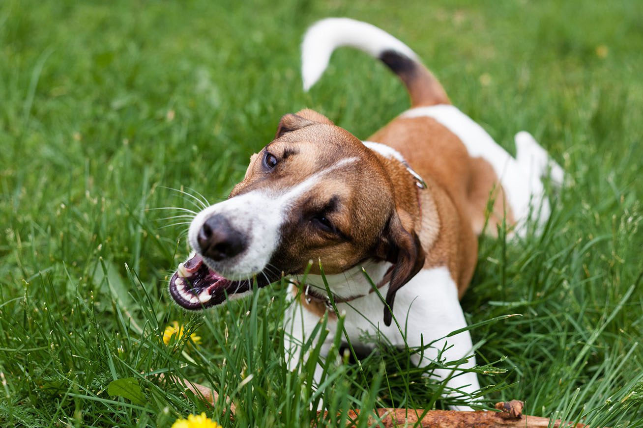 pourquoi mon chien mange de l'herbe - Harnais Zenwalk