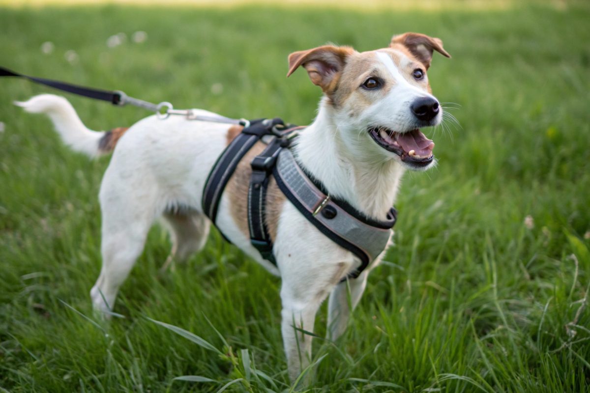 chien portant un harnais en y gris