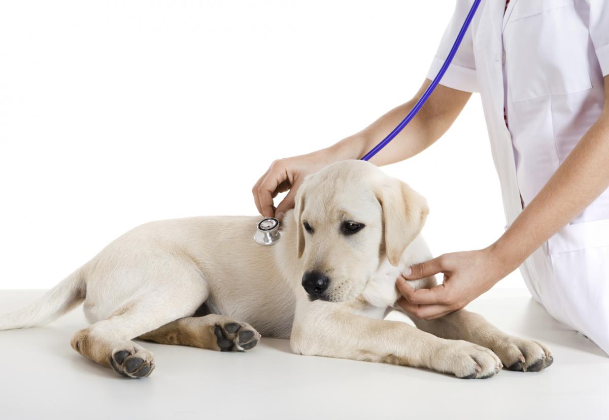 mon chien vomit jaune - chien chez le vétérinaire