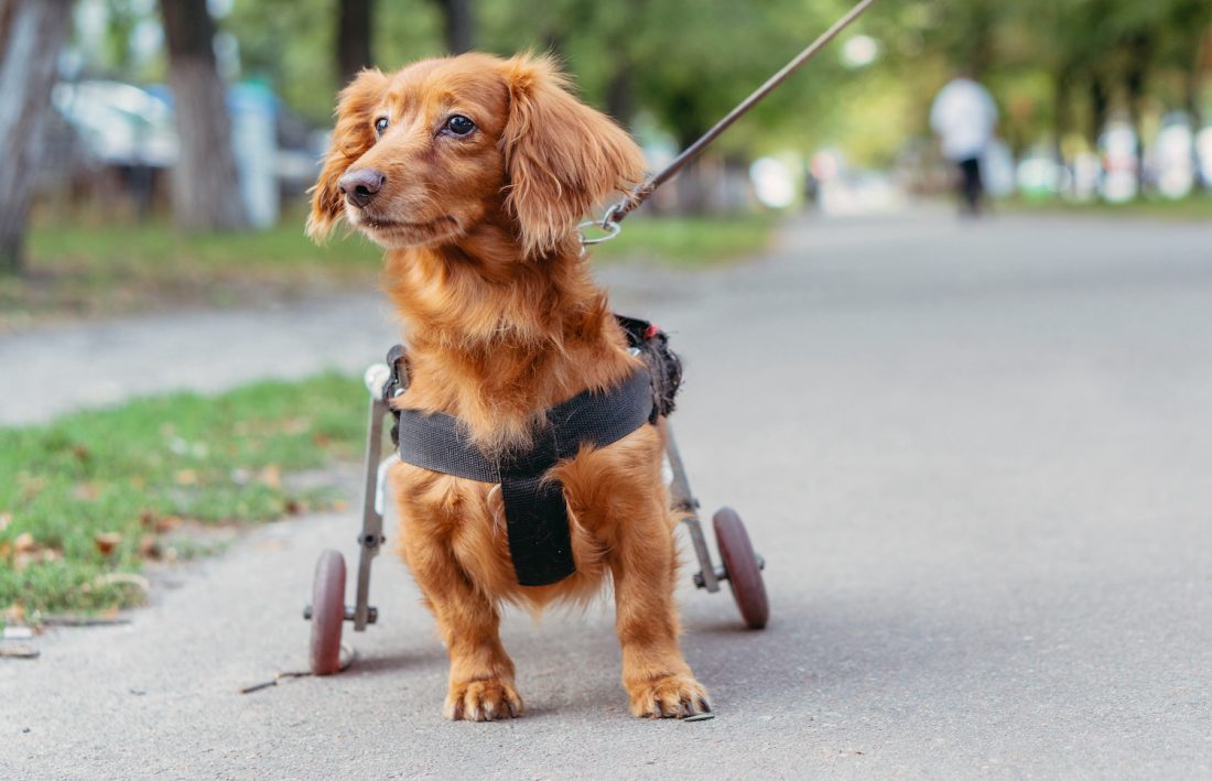 harnais pour chien handicapé - harnais pour chien zenwalk