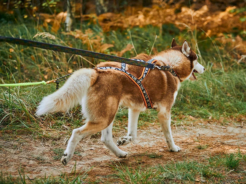 chien portant un harnais en X marron