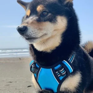 Zenwalk Ciel – Harnais pour chien Collection nature résistant