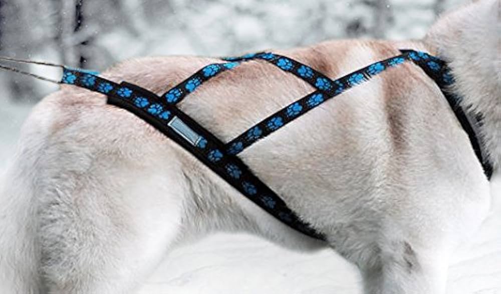 chien portant un harnais en X bleu