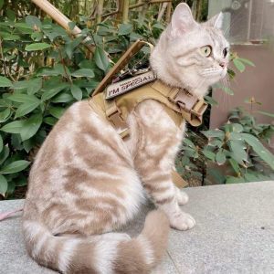 Zenwalk Rush Chiot et Chat- Harnais pour chien Collection Énergie idéal pour le quotidien