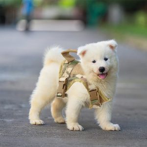 Zenwalk Pulse Chiot et Chat camouflage – Harnais pour chien Collection Énergie robuste