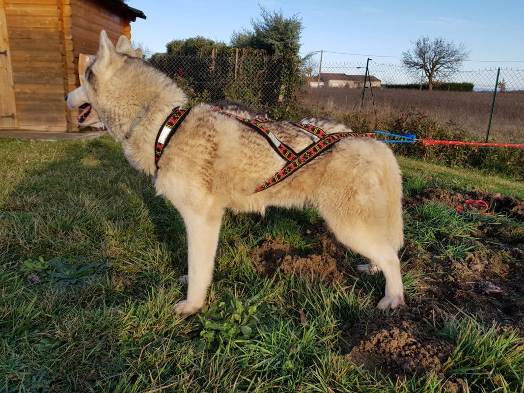 Harnais en X - chien portant un harnais pour chien
