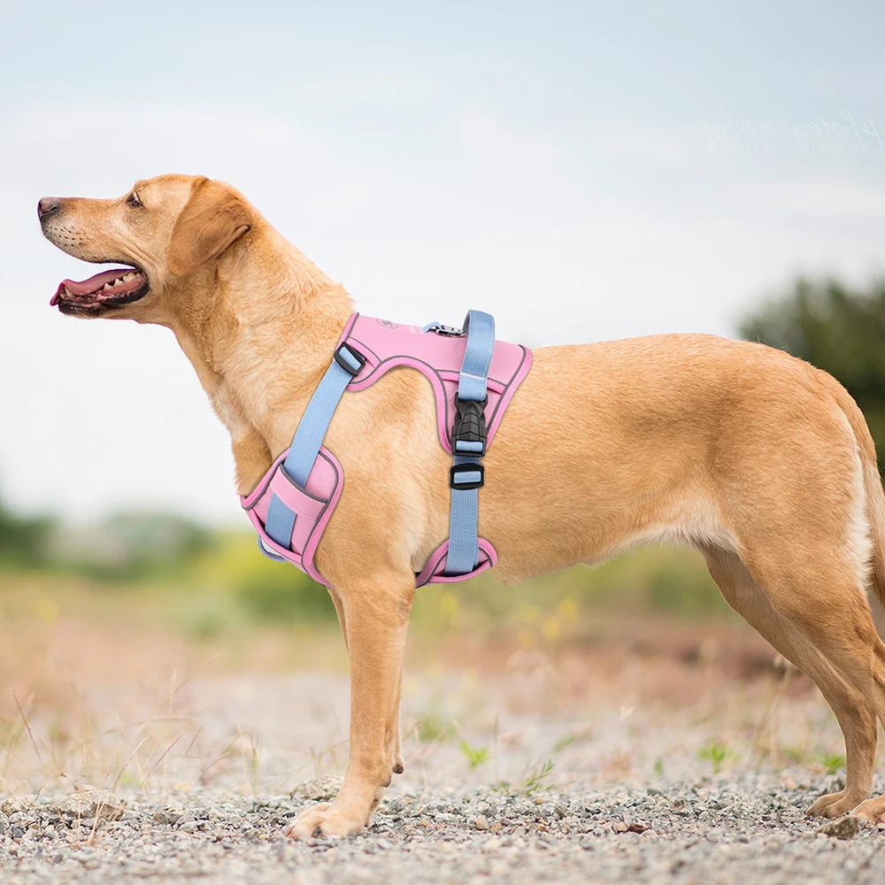 Zenwalk Aube – Harnais pour chien Collection élément idéal pour le quotidien et robuste