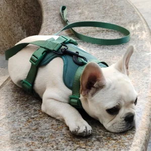Zenwalk Corail – Harnais pour chien Collection Élement résistant
