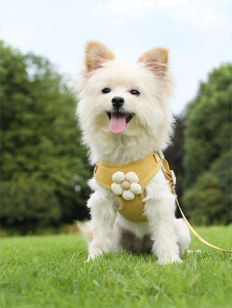 Zenwalk Candy – Pour Chiot et Chat Collection Dream ergonomique et ajustable