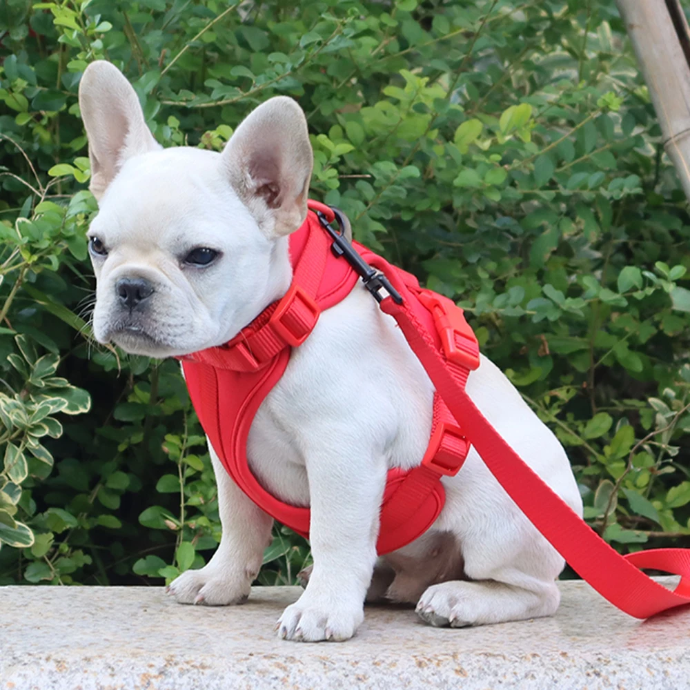 Zenwalk Corail – Harnais pour chien Collection Élement de qualité et fiable