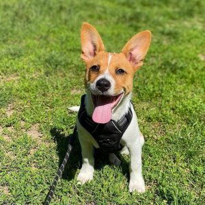Zenwalk Basalte – Harnais pour chien Collection nature respirant