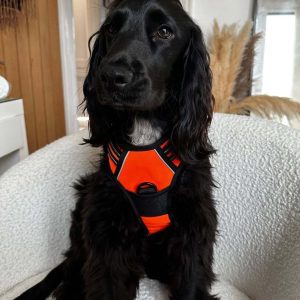 Zenwalk Miel – Harnais pour chien Collection nature pratique