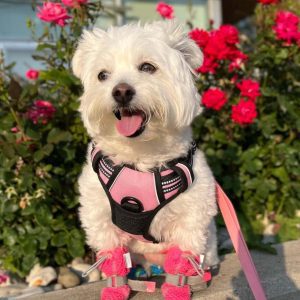 Zenwalk Sakura – Harnais pour chien Collection nature résistant et confortable