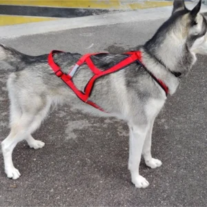 Zenwalk Fury – Harnais pour chien Collection Énergie durable