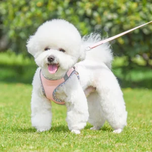 Zenwalk Comet – Pour Chiot et Chat Collection Dream durable et respirant