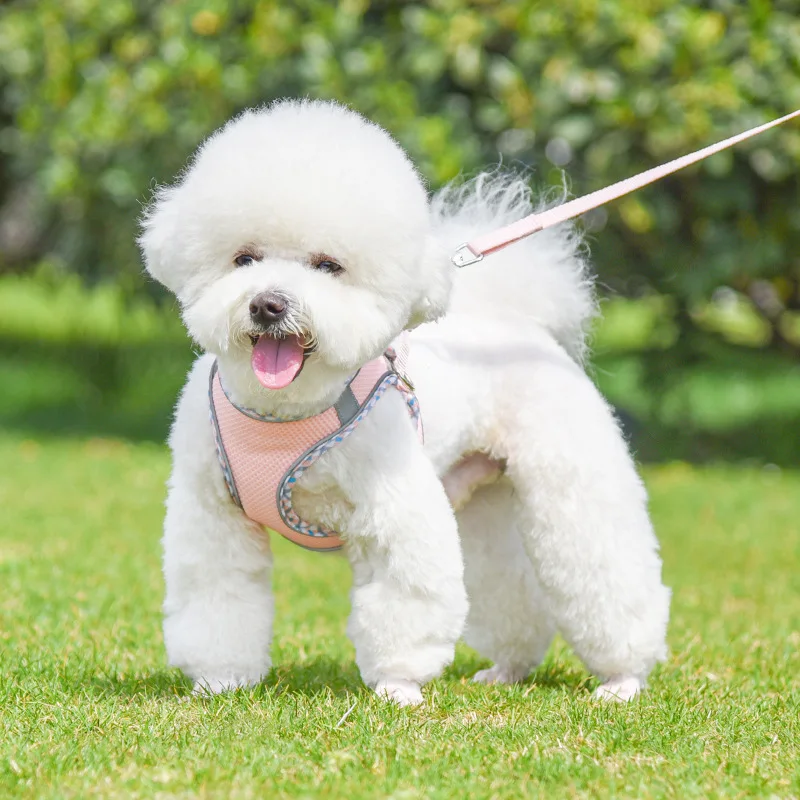 Zenwalk Comet – Pour Chiot et Chat Collection Dream durable et respirant