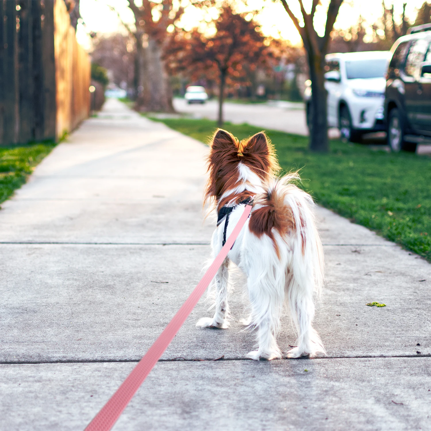 Zenwalk Lagon – Laisse pour chien Collection Éléments de qualité et idéal pour le quotidien