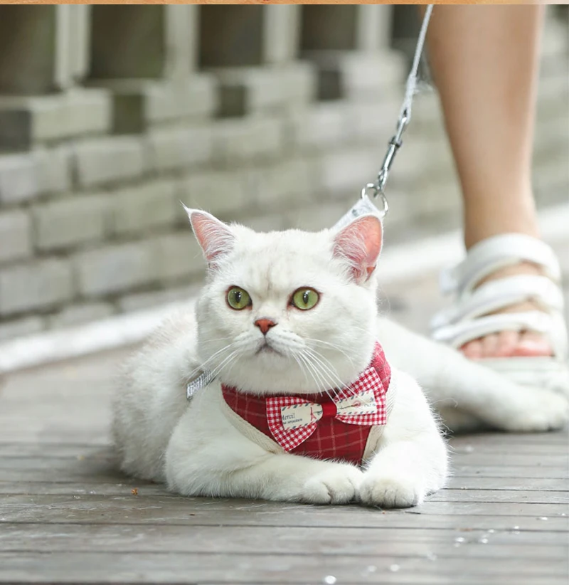 Zenwalk Harmonie - Pour Chiot et Chat Collection Dream – Image 2